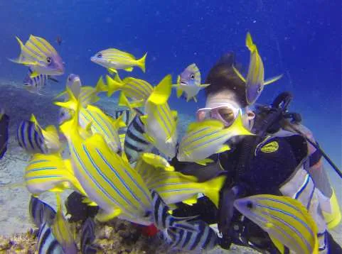 Blue Cave + Kumanomi Castle Boat Experience Diving | Photo data provided / charter service by Sealovers Okinawa | Cape Maeda, Onna Village