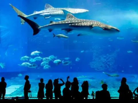 Okinawa GoGo! 3 Sightseeing Pass | Okinawa Churaumi Aquarium is available