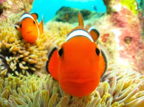 Onna Village, Okinawa | Clownfish Paradise Snorkeling Reservations, Private Group Reservations, Photography Service + Feeding Experience (Onna Village, Okinawa)