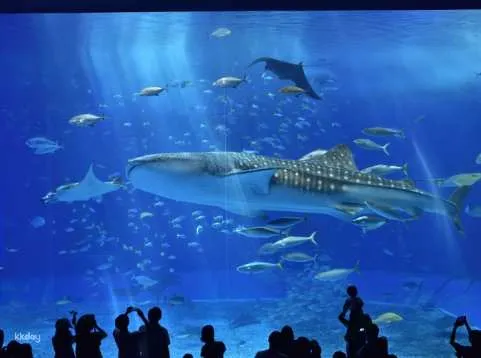 Departing from Naha and Chatan｜Glass Boat & Bise Fukugi Forest Trail & Churaumi Aquarium & Mihama American Village｜HIP HOP "B Course" Okinawa Sightseeing Bus